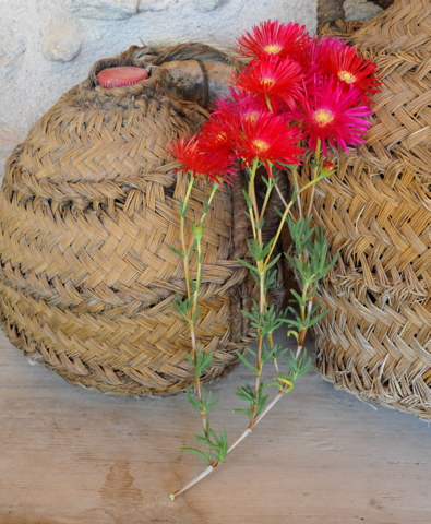 Propagating Ice plants, one of the easiest and best plants for this dry climate